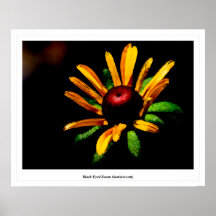 Schwarze mit Augen Susan (Lumineszenz) Poster