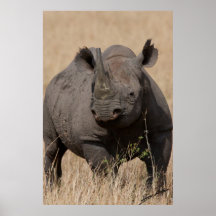 Schwarze Nashorn Starren-Unten Plakat