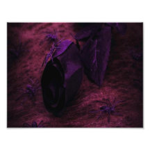 Schwarze Rose Foto Druck
