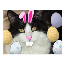 Schwarze u. weiße Katze Ostern Postkarten
