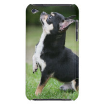 Schwarze und SahneChihuahua Barely There iPod Hüllen
