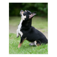 Schwarze und SahneChihuahua Postkarte