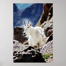 Schwarze Zunge Billys Plakat