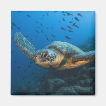 Schwärzen Sie (grüne) Schildkröte (Chelonia agassi Kühlschrankmagnet