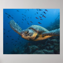 Schwärzen Sie (grüne) Schildkröte (Chelonia agassi Poster