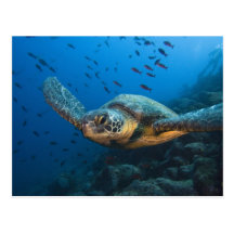 Schwärzen Sie (grüne) Schildkröte (Chelonia agassi Postkarte
