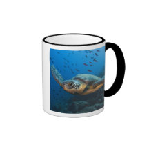Schwärzen Sie (grüne) Schildkröte (Chelonia agassi Tasse