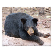 Schwarzer Bär Kunstphotos