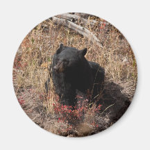 Schwarzer Bär Kühlschrankmagnet