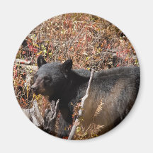 Schwarzer Bär Kühlschrankmagnete