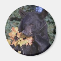 Schwarzer Bär Kühlschrankmagnete
