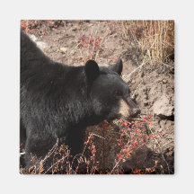 Schwarzer Bär Kühlschrankmagnete