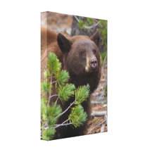 Schwarzer Bär mit blonder Farbe Leinwanddrucke