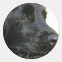 Schwarzer Cocker spaniel-Hundeaufkleber