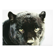 Schwarzer Jaguar-Panther mustert Einladung