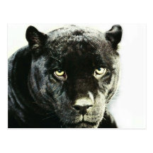 Schwarzer Jaguar-Panther Postkarten