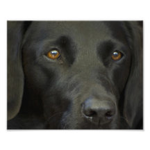 Schwarzer Labrador-Hund Foto Druck