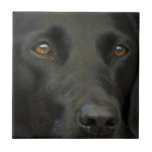 Schwarzer Labrador-Hund Kachel