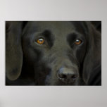 Schwarzer Labrador-Hund Posterdrucke