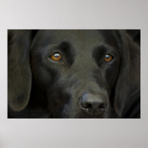 Schwarzer Labrador-Hund Posterdrucke