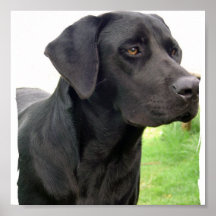 Schwarzer Labrador retriever-Hundeplakat-Druck