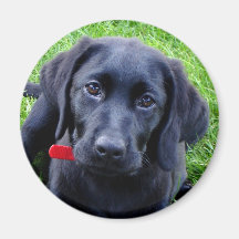 Schwarzer Labradorwelpenmagnet Kühlschrankmagnete