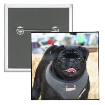 Schwarzer Mops-Knopf Anstecknadelbuttons