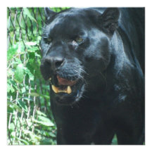 Schwarzer Panther-Katzen-Einladung