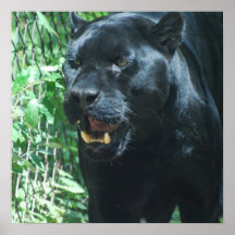 Schwarzer Panther-Katzen-Plakat