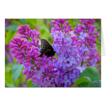 Schwarzer Schmetterling auf Flieder-Gruß-Karte