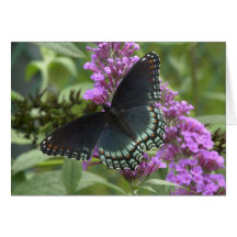 Schwarzer Schmetterling Karten
