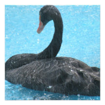 Schwarzer Schwan-Einladungen