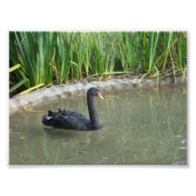 Schwarzer Schwan Fotodruck