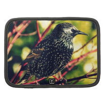 Schwarzer Starling Mappe