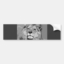 Schwarzer u. weißer afrikanischer Löwe Auto Sticker