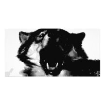 Schwarzer u. weißer Wolf Bildkarten