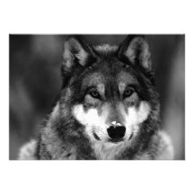 Schwarzer u. weißer Wolf-Einladung