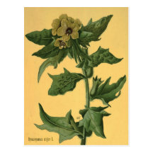 Schwarzes Bilsenkraut - Hyoscyamus niger. Postkarte