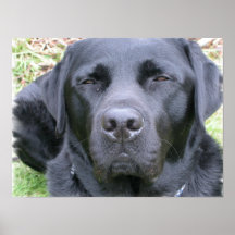 Schwarzes Labrador retriever-Hundeplakat