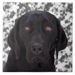 Schwarzes Labrador retriever Keramikfliesen