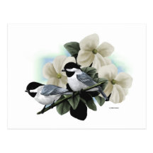 Schwarzes mit einer Kappe bedeckte Chickadee-Postk