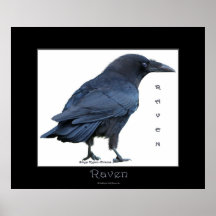 SCHWARZES RABE Kunst-Plakat