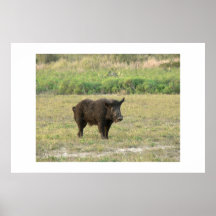 Schwarzes Schwein Posterdrucke