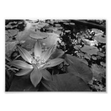 Schwarzes u. weißes Wasser Lilly Kunstphoto