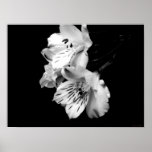 Schwarzweiss-Alstroemeria-Lilien-Plakat