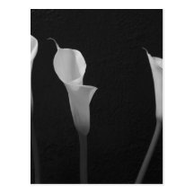 Schwarzweiss-Blumen Postkarte