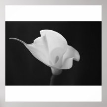Schwarzweiss-Calla Lilly Poster