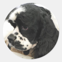 Schwarzweiss-Cocker spaniel-Aufkleber