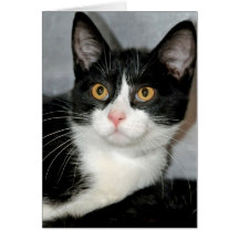Schwarzweiss-Katzen-Gruß/Mitteilungskarten