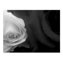Schwarzweiss-Rosen Postkarte